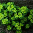 華金腰子(虎耳草科金腰屬植物) 華金腰子(虎耳草科金腰屬植物)