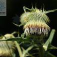 灰薊(灰薊) 灰薊(灰薊)