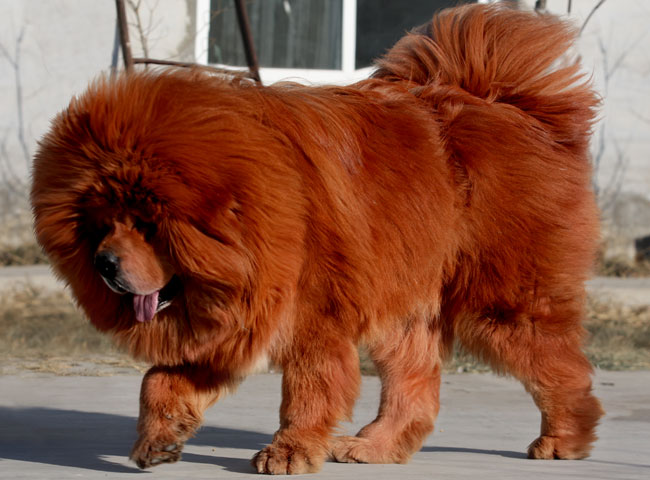 藏獒世界上最古老的犬類
