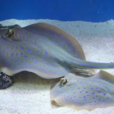 鰩魚膽 鰩魚膽