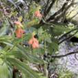 橙黃玉鳳花(蘭科玉鳳花屬植物) 橙黃玉鳳花(蘭科玉鳳花屬植物)