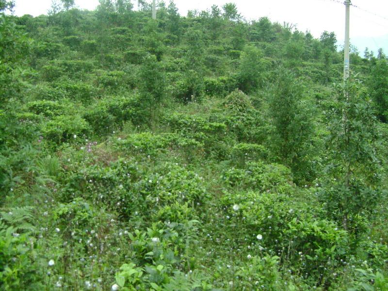 東角瑤寨村茶葉、八角套種