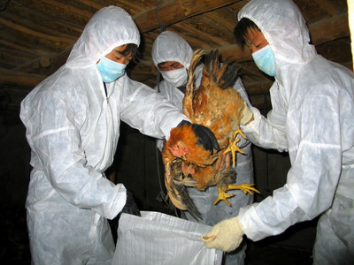 2015年H5N1禽流感疫情