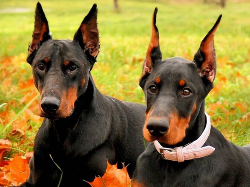 常見犬病 常見犬病