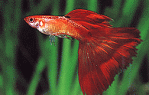 紅尾孔雀魚