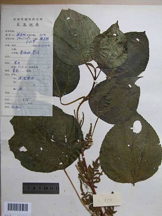 歧序苧麻 歧序苧麻