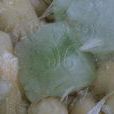 魚眼石 魚眼石
