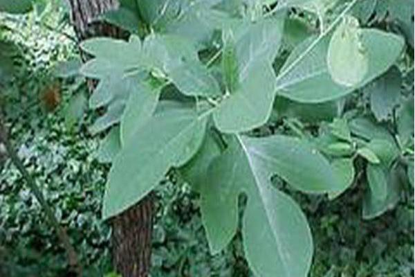 Sassafras albidum Sassafras albidum