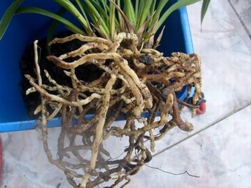 蘭花根(某些蘭科植物的根)