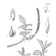 察隅矮柳 察隅矮柳