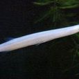 尖頭銀魚 尖頭銀魚
