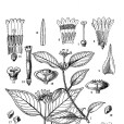 尖葉蛇根草 尖葉蛇根草