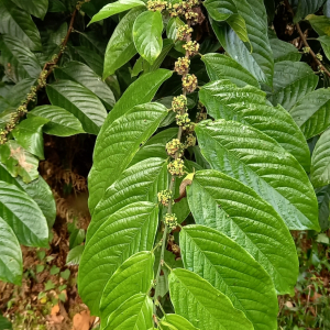 Colubrina spinosa