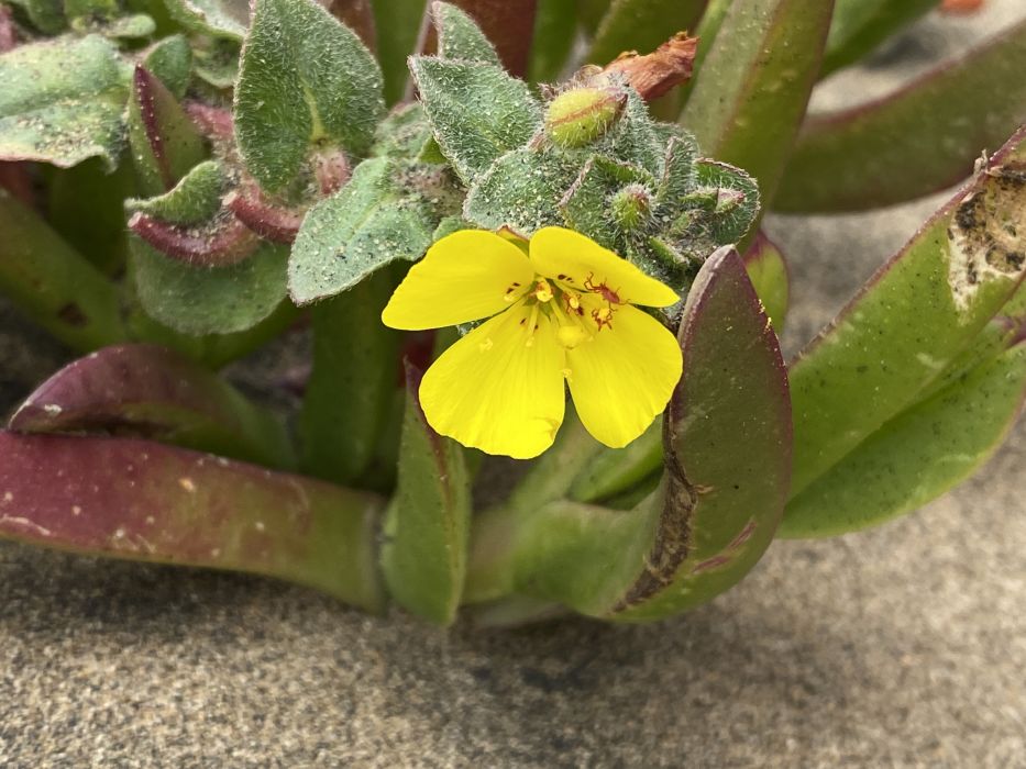Camissoniopsis cheiranthifolia Camissoniopsis cheiranthifolia