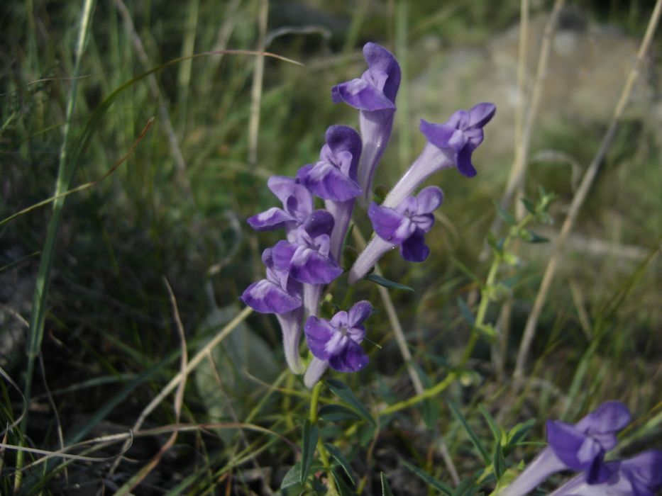四裂花黃芩(四香花) 四裂花黃芩(四香花)