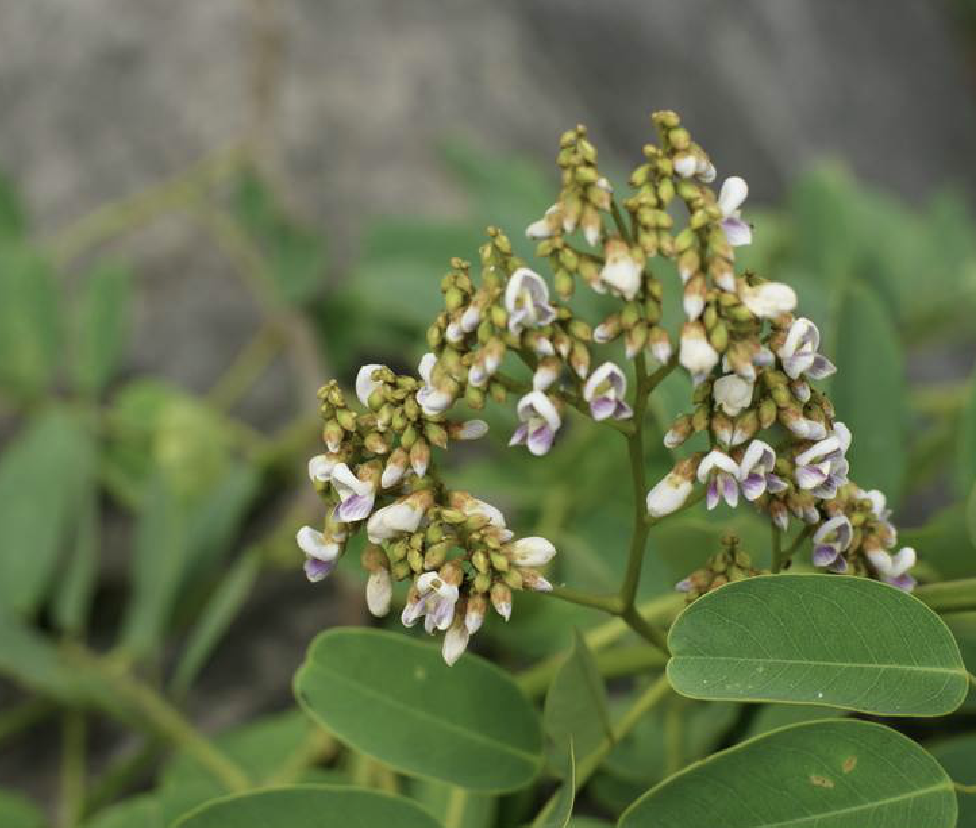 秧青(植物)
