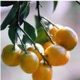 金橘核(芸香科植物)
