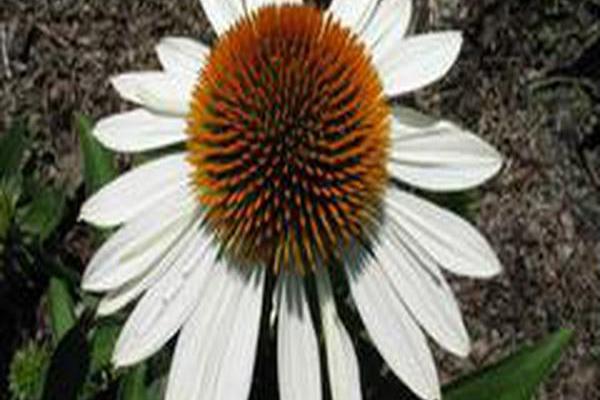 Echinacea \x27White Mist\x27