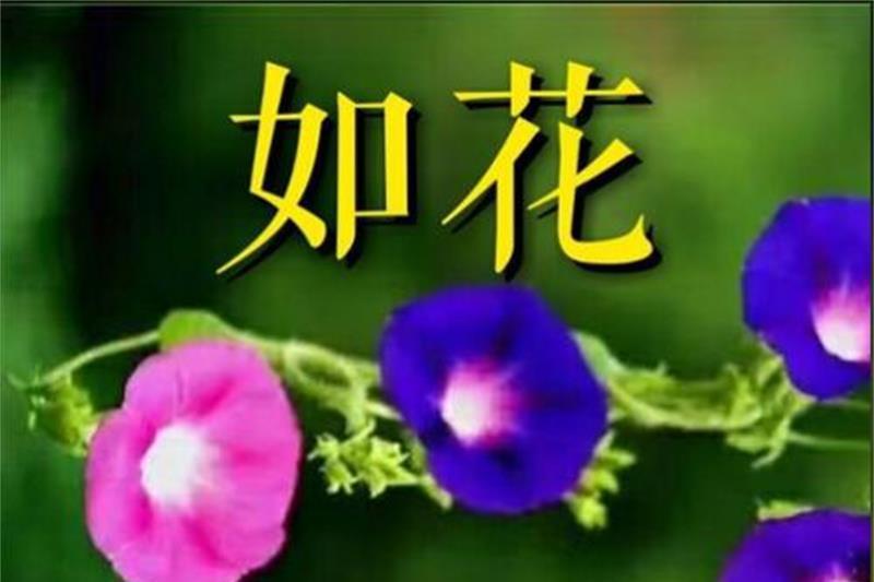 如花(巫尚金演唱歌曲) 如花(巫尚金演唱歌曲)