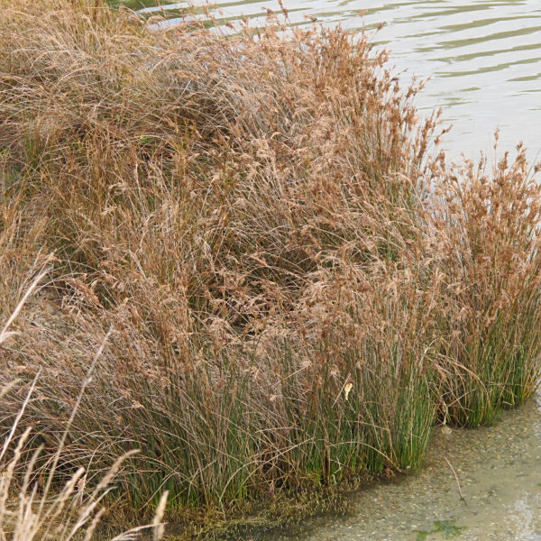 Juncus kraussii