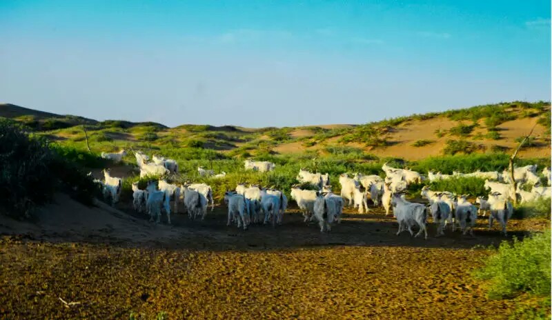 中國肉羊之鄉
