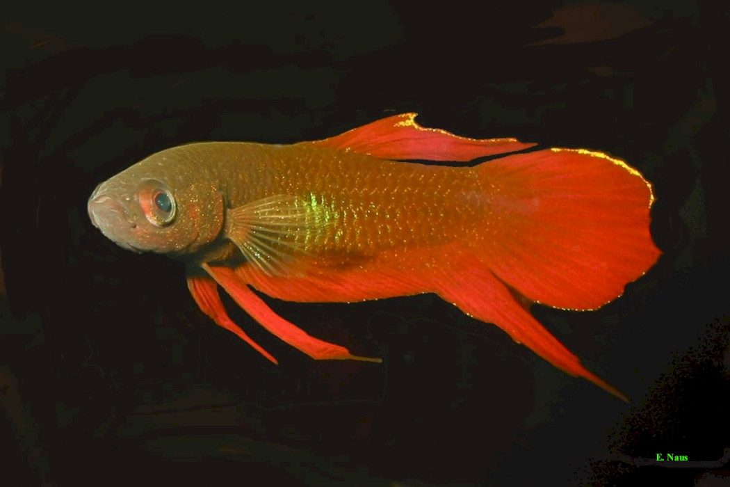 科琪娜鬥魚 科琪娜鬥魚