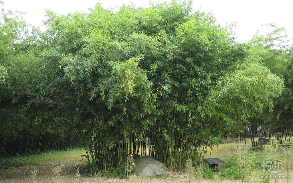 黃槽竹