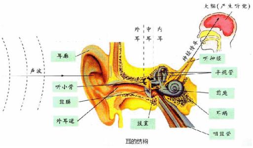 線粒體聾病