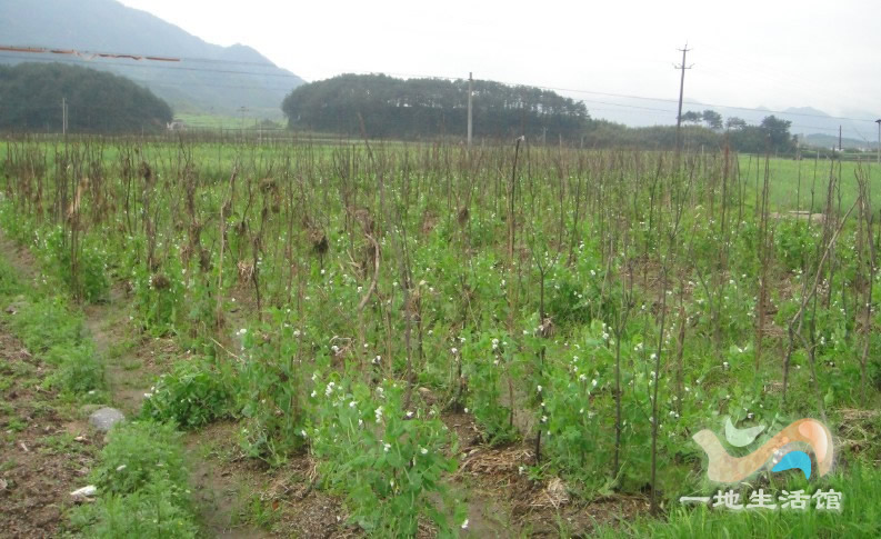江南村荷蘭豆種植