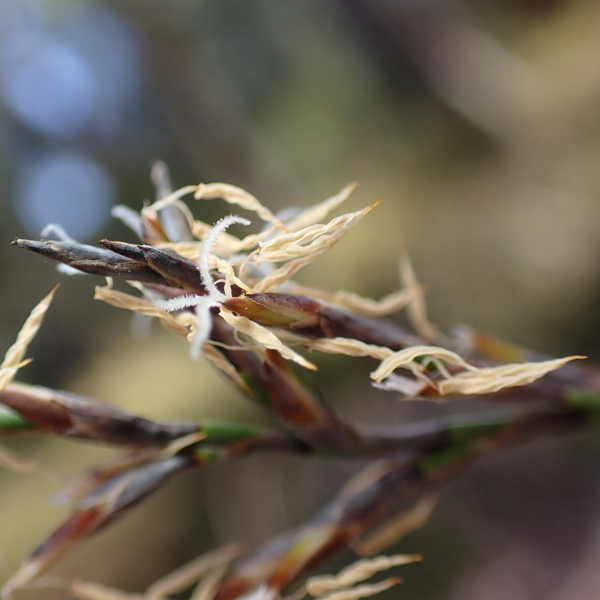 Lepidosperma apricola