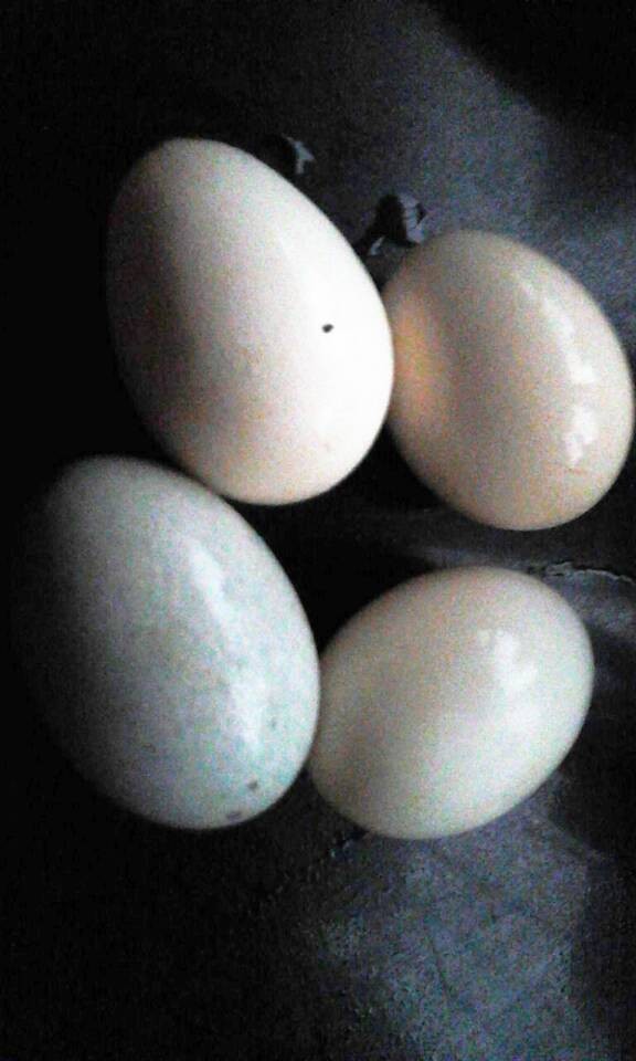 皮蛋鹹蛋蒸雞蛋