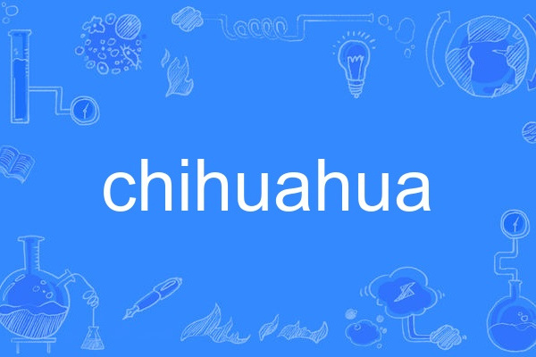 Chihuahua Chihuahua
