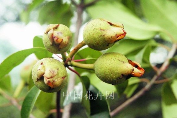 茶梨族 茶梨族