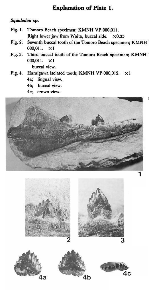 鯊齒鯨化石