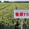 魯原118 魯原118