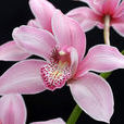 美花蘭