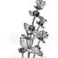 合柱糙果茶 合柱糙果茶