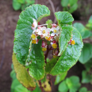 Begonia annobonensis
