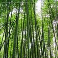 一葉竹 一葉竹