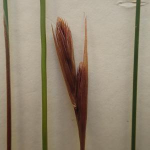 Thamnochortus kammanassiae