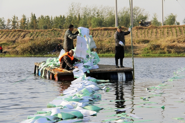 生物飄帶