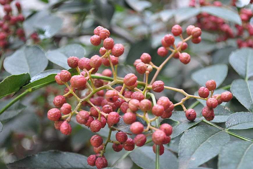 三葉花椒 三葉花椒
