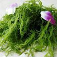 龍鬚菜(百合科天門冬屬植物)