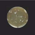微生物限度檢查法