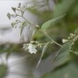 白花葉 白花葉