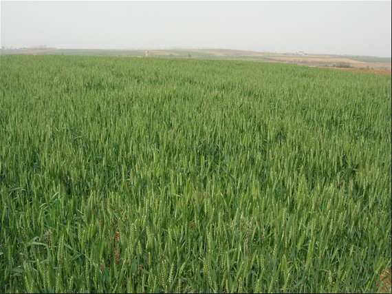 小麥種植