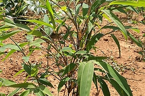 滇優1號 滇優1號