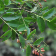 光枝勾兒茶 光枝勾兒茶