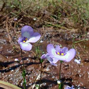Lindernia brachyphylla