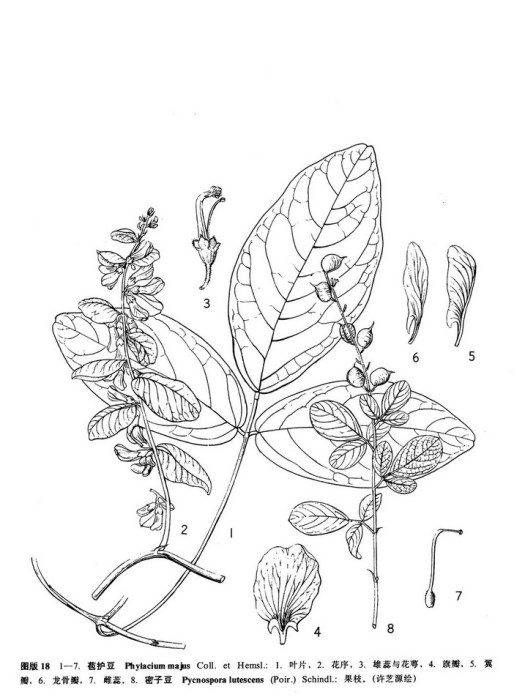密子豆 密子豆